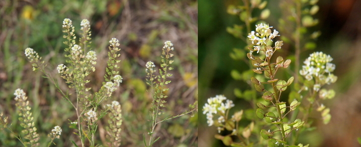 [Two photos spliced together. The left photo is the entire upper portion of several plants. The branches coming from the main stalk are long and have a cylindrical shape like brushes used for cleaning bottles. The leaves are tiny flat ovals. Many small white flowers sit at the top of the branches. The image on the right is a close view of the top of one branch. There is one paddle-shaped leaf at the end of each stem coming from the branch. There are are upwards of a dozen white flowers at the top of the branch.]